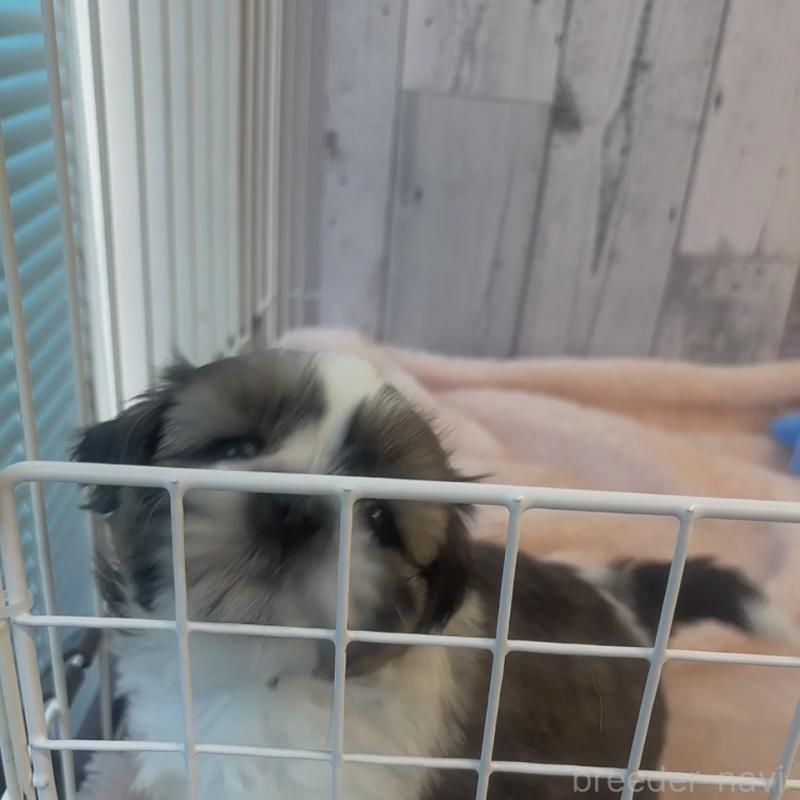 成約済の岐阜県のシーズー-440546の4枚目