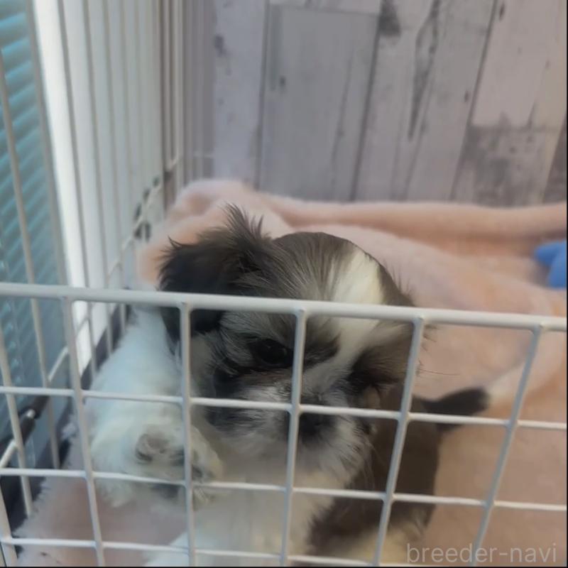 成約済の岐阜県のシーズー-440546の3枚目