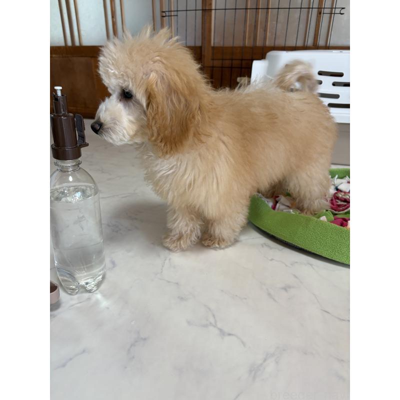 成約済の茨城県のミックス犬-429922の4枚目