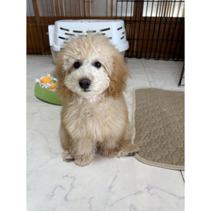 成約済の茨城県のミックス犬-429922の3枚目