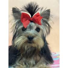 ♀︎ヨークシャーテリア