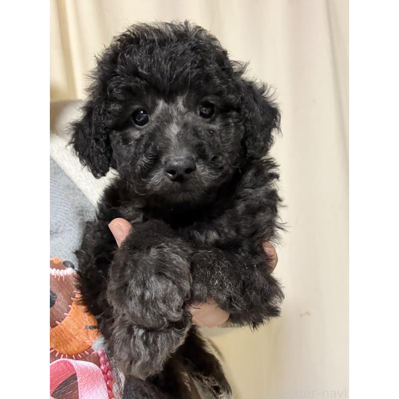 成約済の茨城県のトイプードル-441287の3枚目