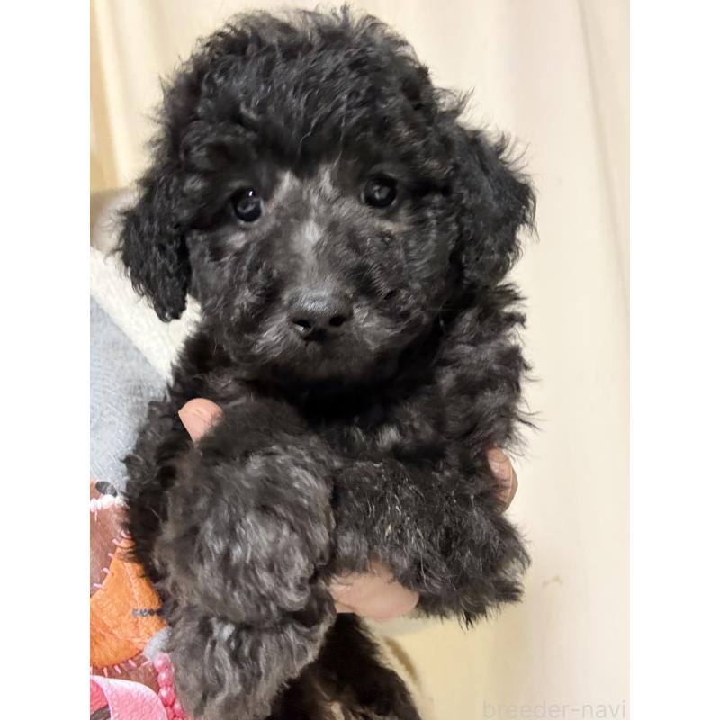 成約済の茨城県のトイプードル-441287の2枚目