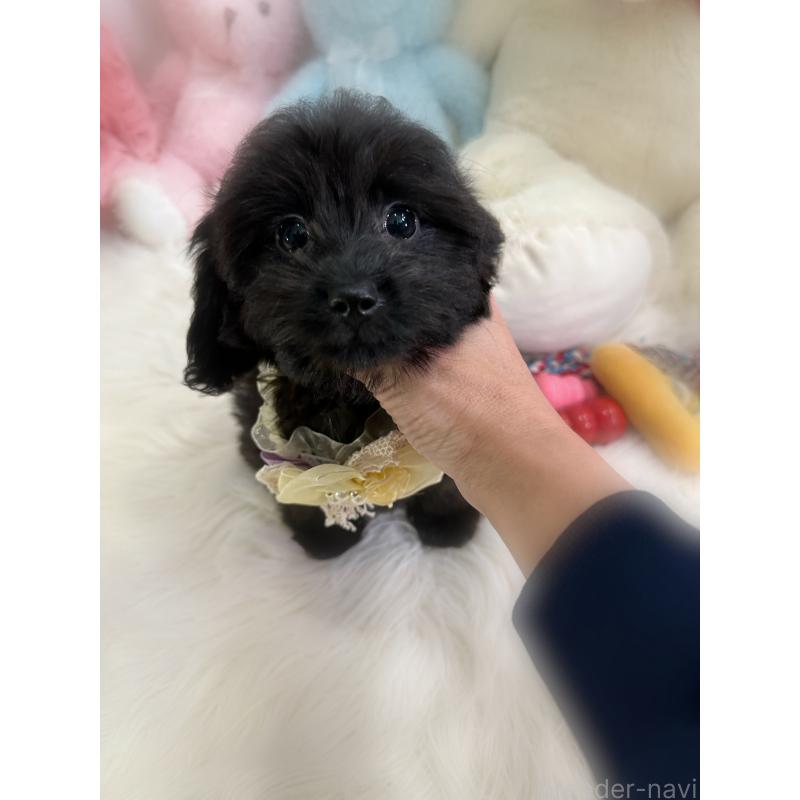 販売中の香川県のダップー:ミニチュアダックスフンド×トイプードル-433655の7枚目