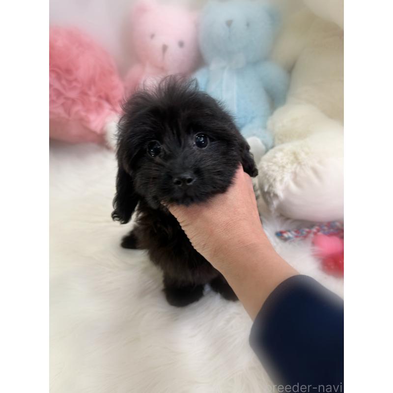 販売中の香川県のダップー:ミニチュアダックスフンド×トイプードル-433655の6枚目