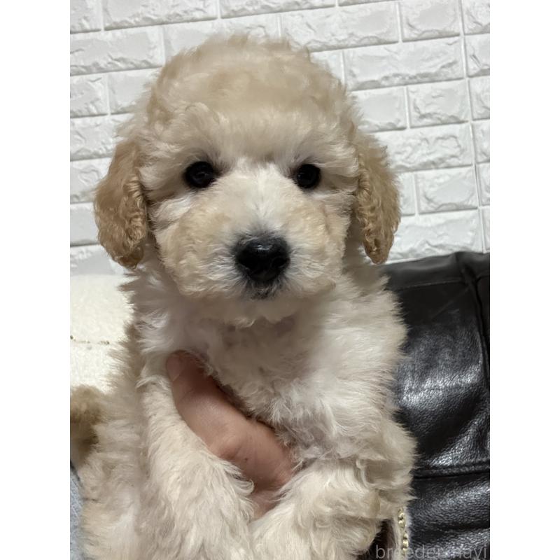 成約済の茨城県のトイプードル-442632の3枚目