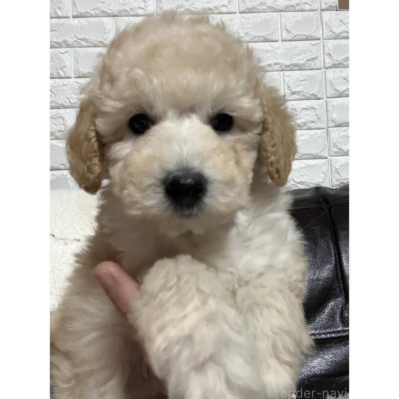 成約済の茨城県のトイプードル-442632の2枚目