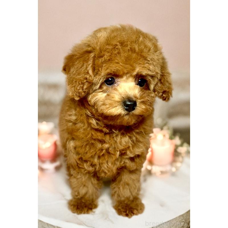 成約済の岐阜県のトイプードル-443142の4枚目