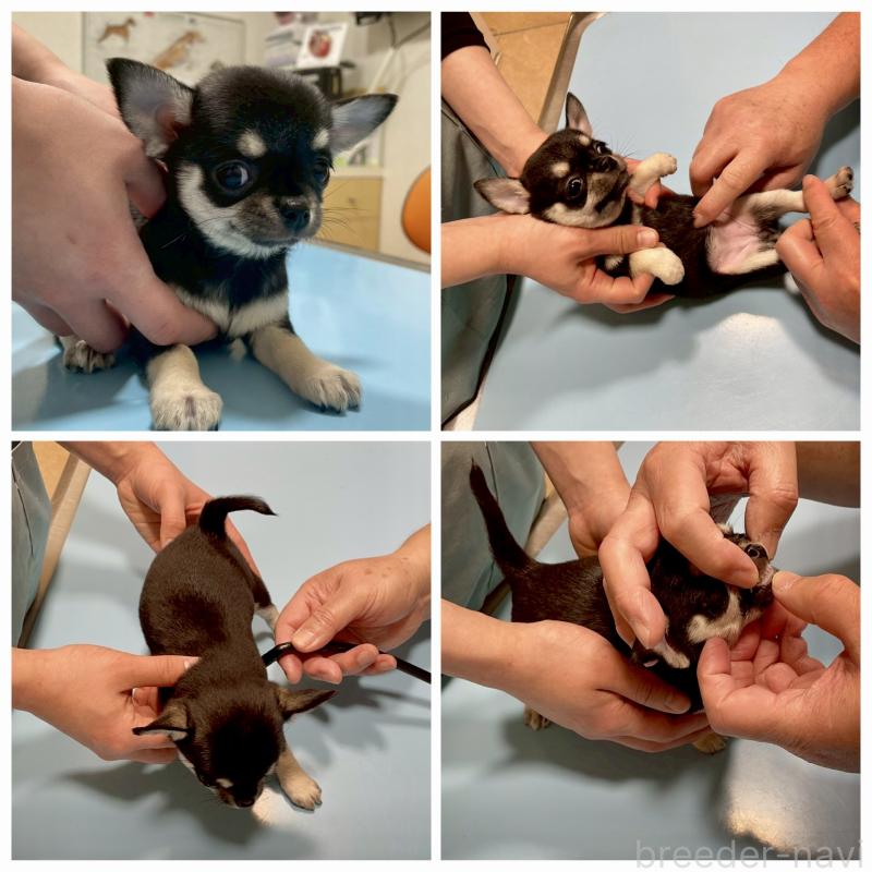 成約済の徳島県のチワワ(スムースコート)-441251の2枚目