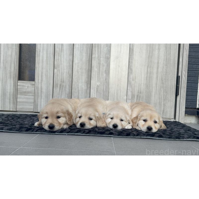 成約済の静岡県のゴールデンレトリーバー-442448の8枚目