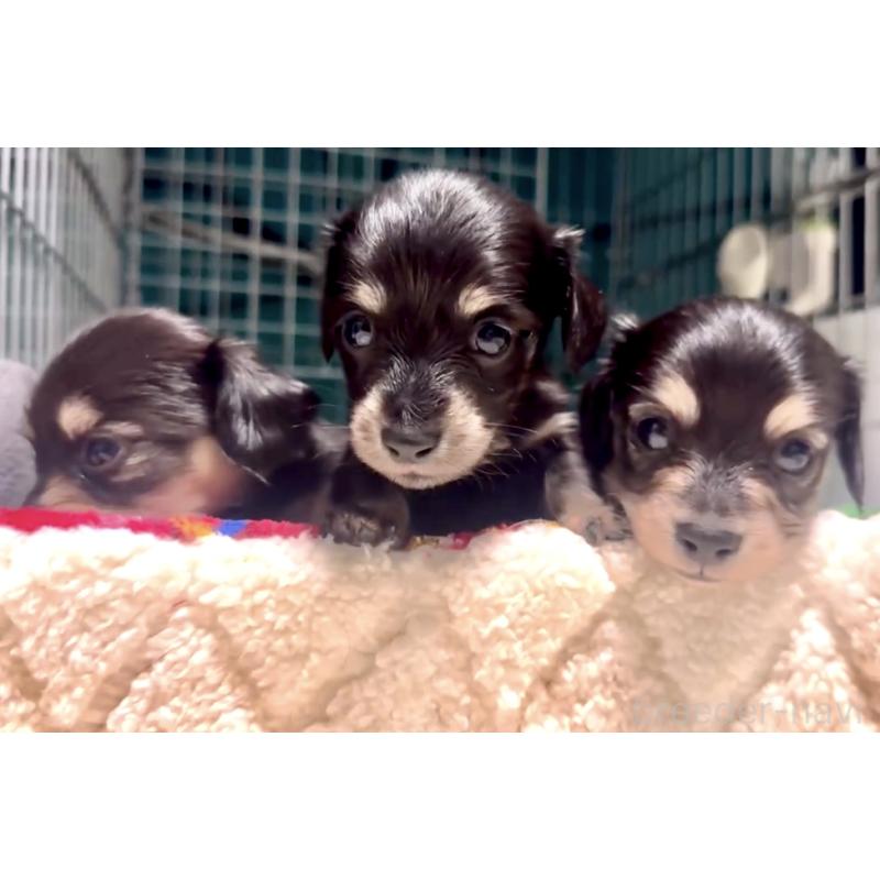 販売中の奈良県のミニチュアダックスフンド(ロングヘアード)-442568の10枚目