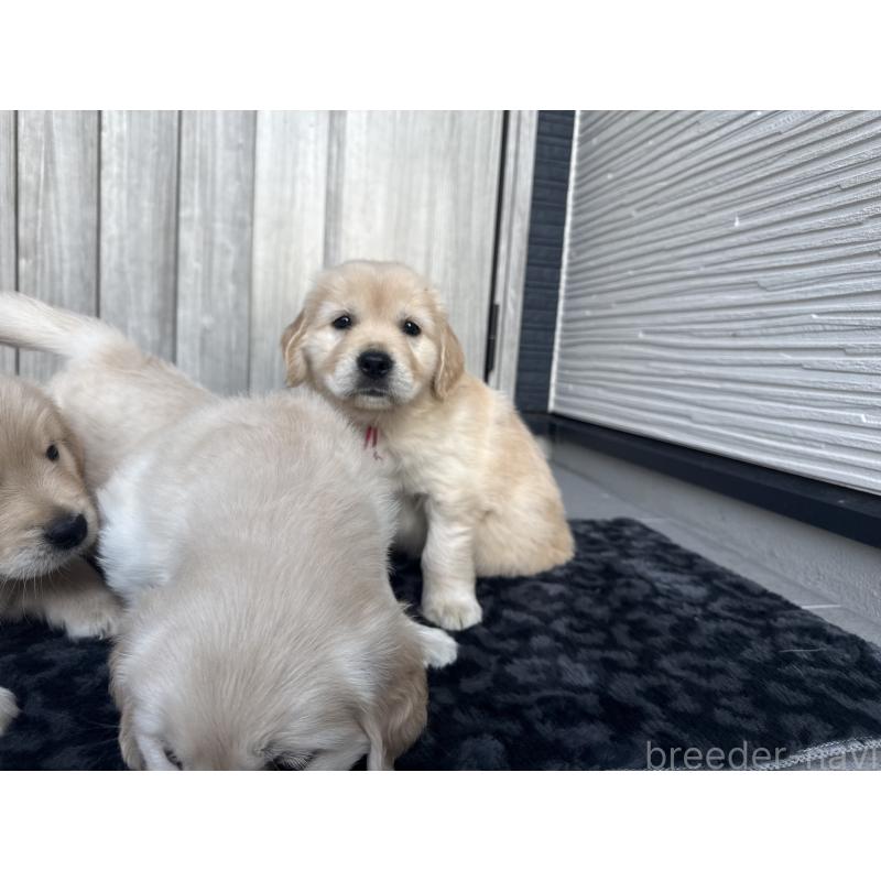 成約済の静岡県のゴールデンレトリーバー-442448の7枚目