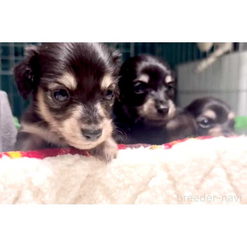 販売中の奈良県のミニチュアダックスフンド(ロングヘアード)-442566の14枚目