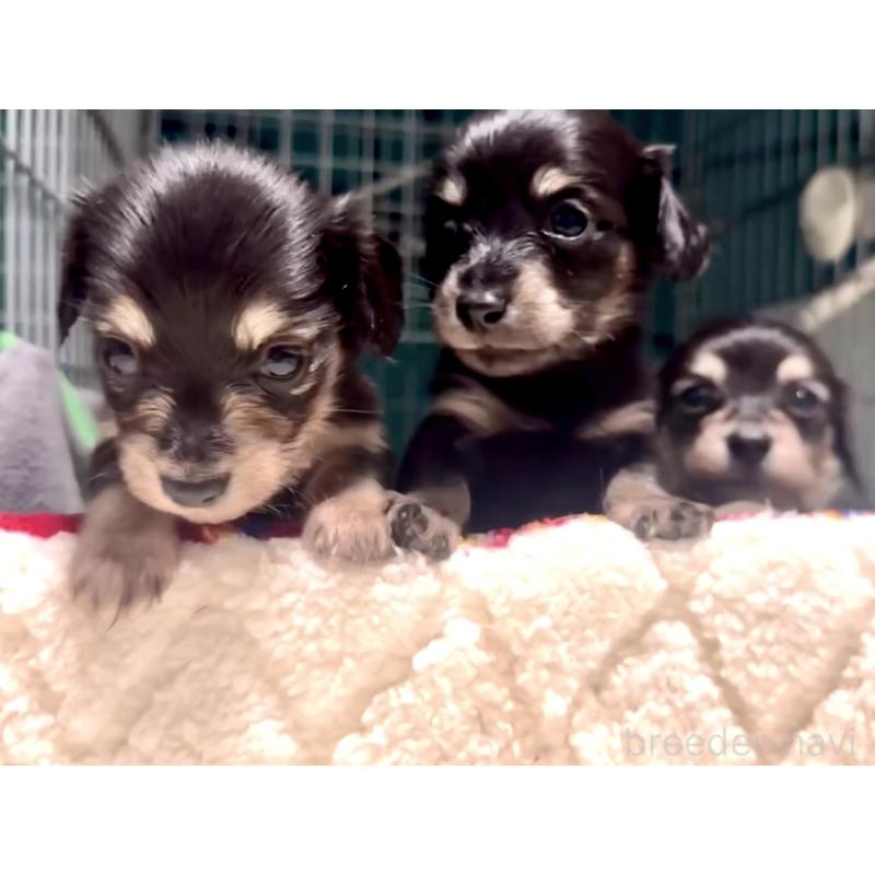 販売中の奈良県のミニチュアダックスフンド(ロングヘアード)-442566の12枚目