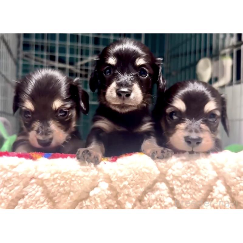 販売中の奈良県のミニチュアダックスフンド(ロングヘアード)-442566の11枚目