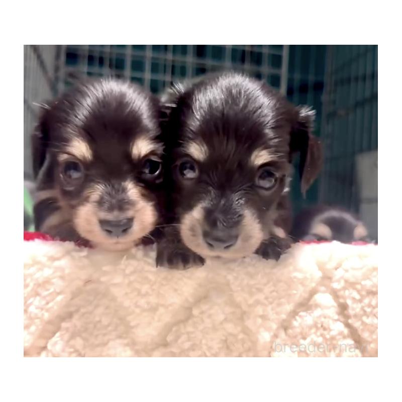 販売中の奈良県のミニチュアダックスフンド(ロングヘアード)-442566の8枚目