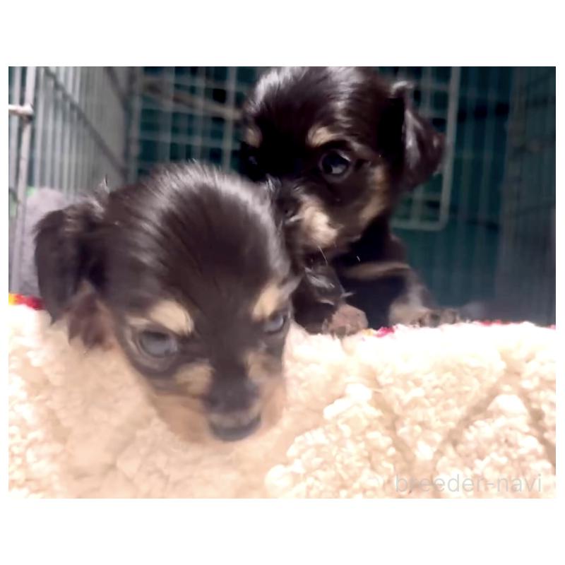 販売中の奈良県のミニチュアダックスフンド(ロングヘアード)-442566の9枚目