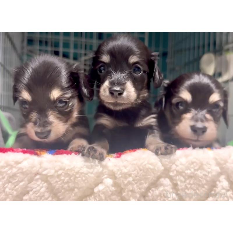 販売中の奈良県のミニチュアダックスフンド(ロングヘアード)-442566の7枚目