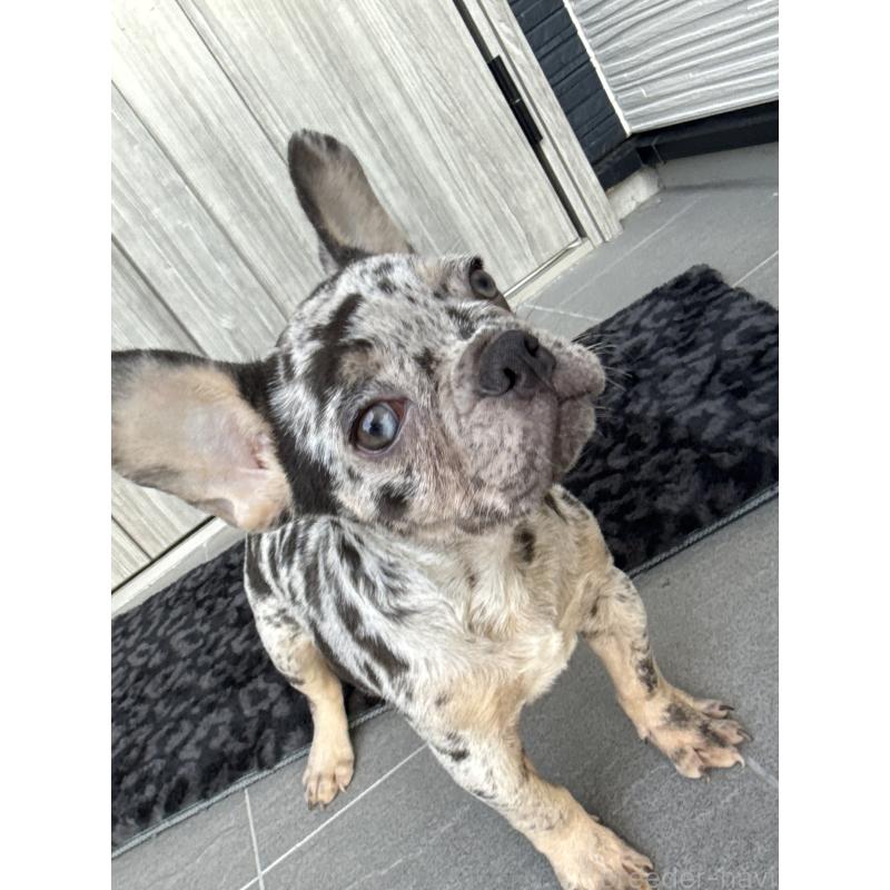 成約済の静岡県のフレンチブルドッグ-431724の8枚目