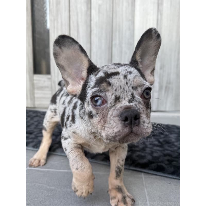 成約済の静岡県のフレンチブルドッグ-431724の6枚目