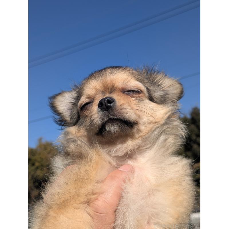 販売中の宮崎県のチワワ(ロングコート)-431226の7枚目