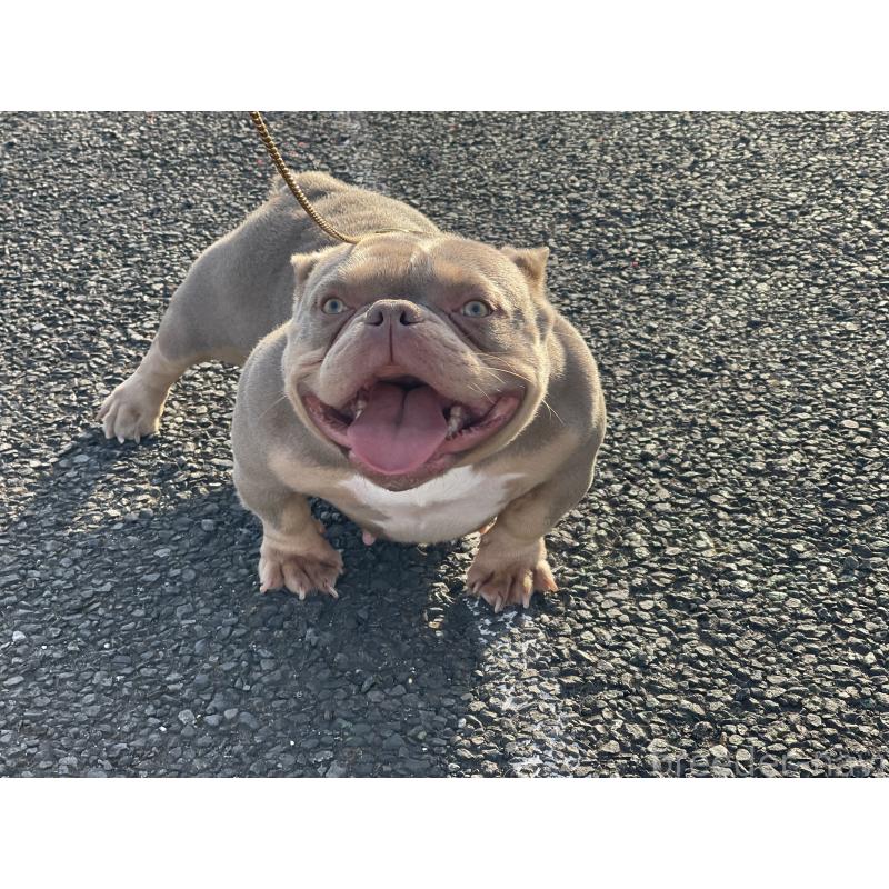 湯川珠由ブリーダーの詳細