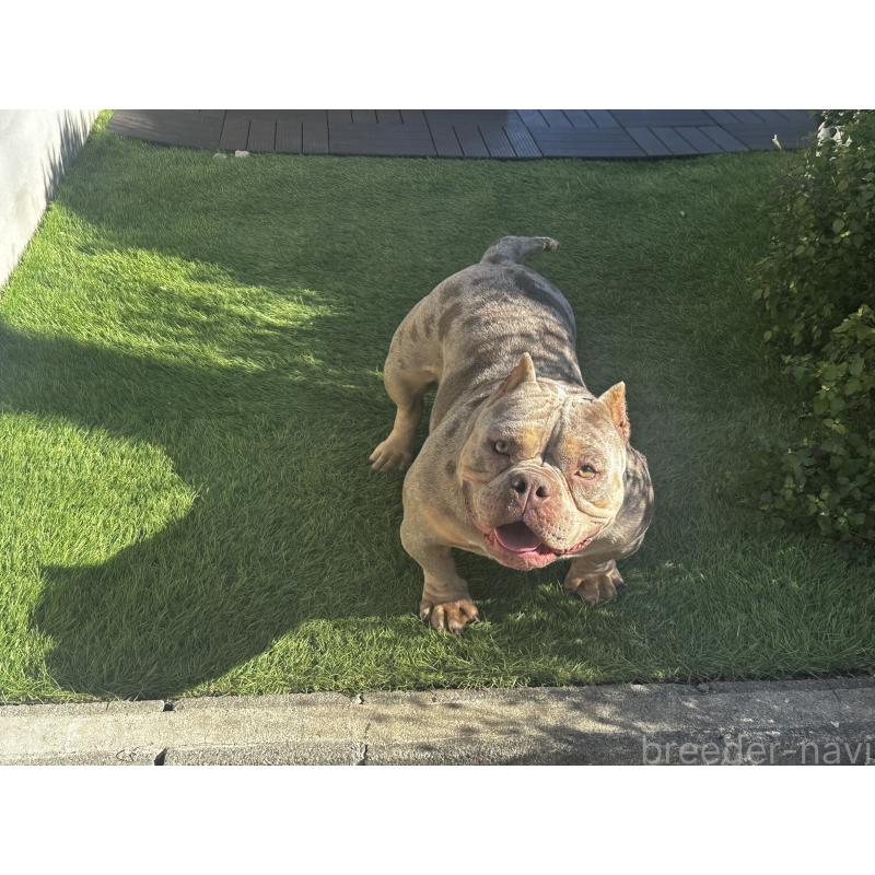 湯川珠由ブリーダーの詳細