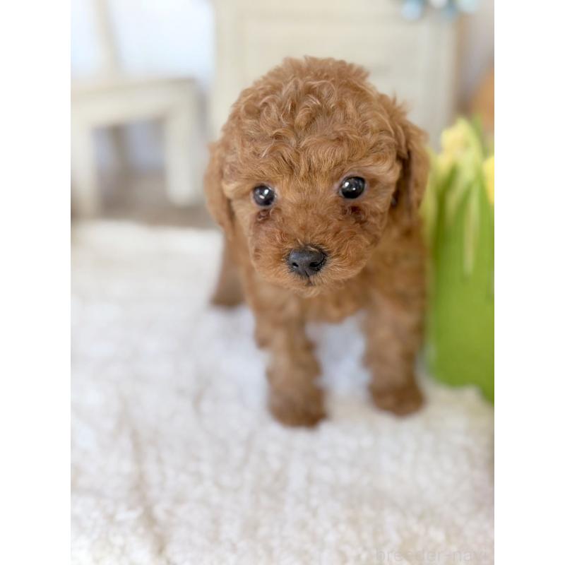 成約済の宮崎県のタイニープードル-440064の7枚目