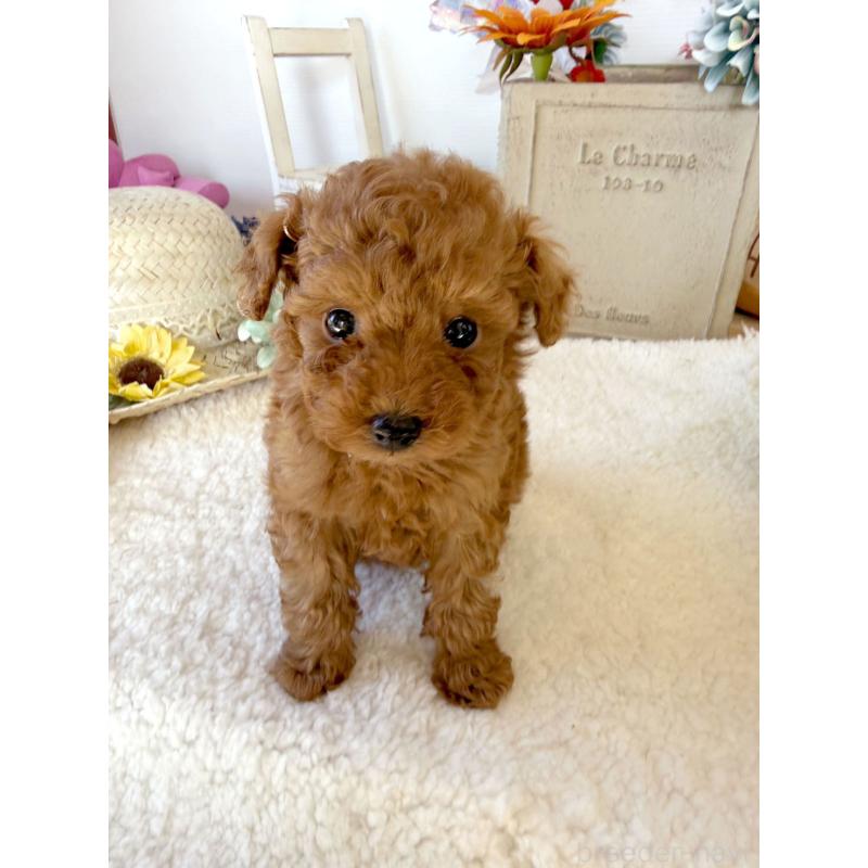 成約済の宮崎県のタイニープードル-440064の6枚目