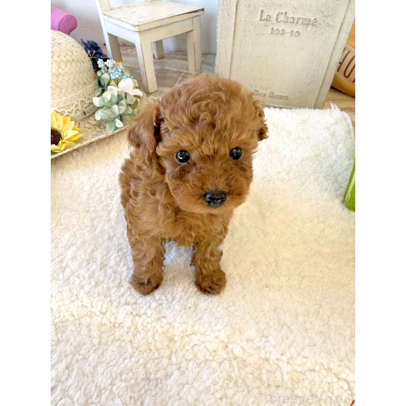 成約済の宮崎県のタイニープードル-440064の5枚目