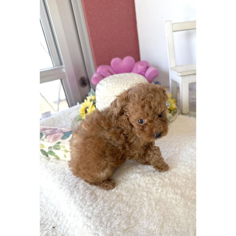 成約済の宮崎県のタイニープードル-440064の4枚目