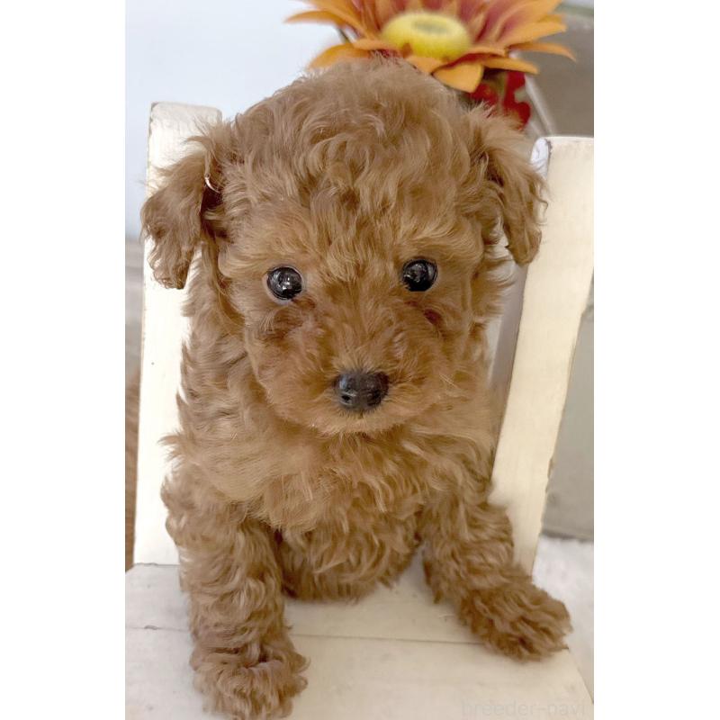 成約済の宮崎県のタイニープードル-440064の3枚目