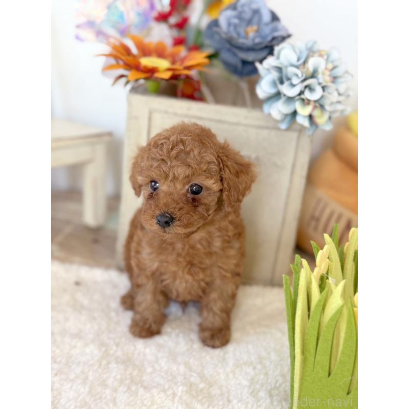 成約済の宮崎県のタイニープードル-440064の2枚目