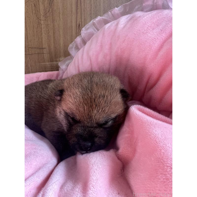 成約済の埼玉県の柴犬-441400の5枚目