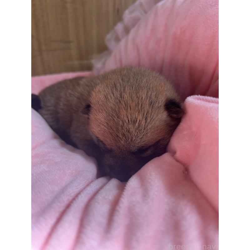 成約済の埼玉県の柴犬-441400の4枚目