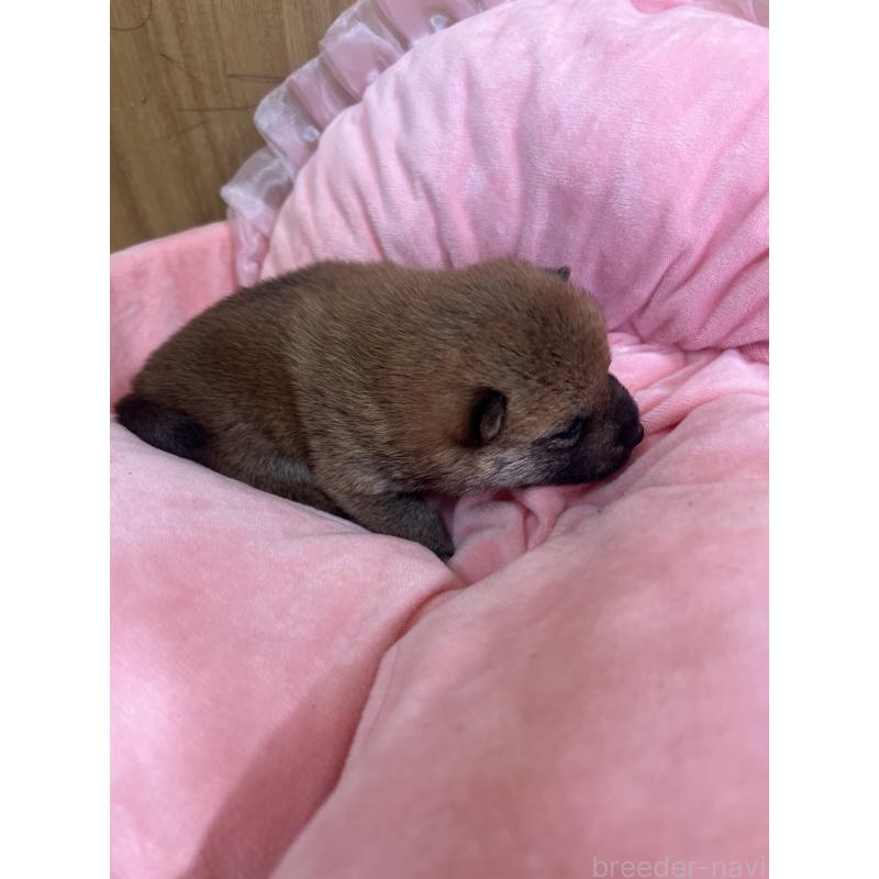 成約済の埼玉県の柴犬-441400の3枚目