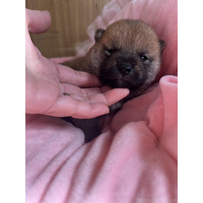 成約済の埼玉県の柴犬-441400の2枚目