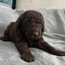 ♀︎ミディアムプードル