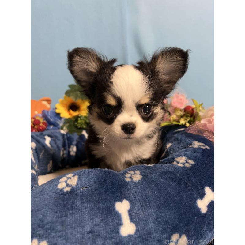 成約済の福岡県のチワワ(ロングコート)-436022の9枚目