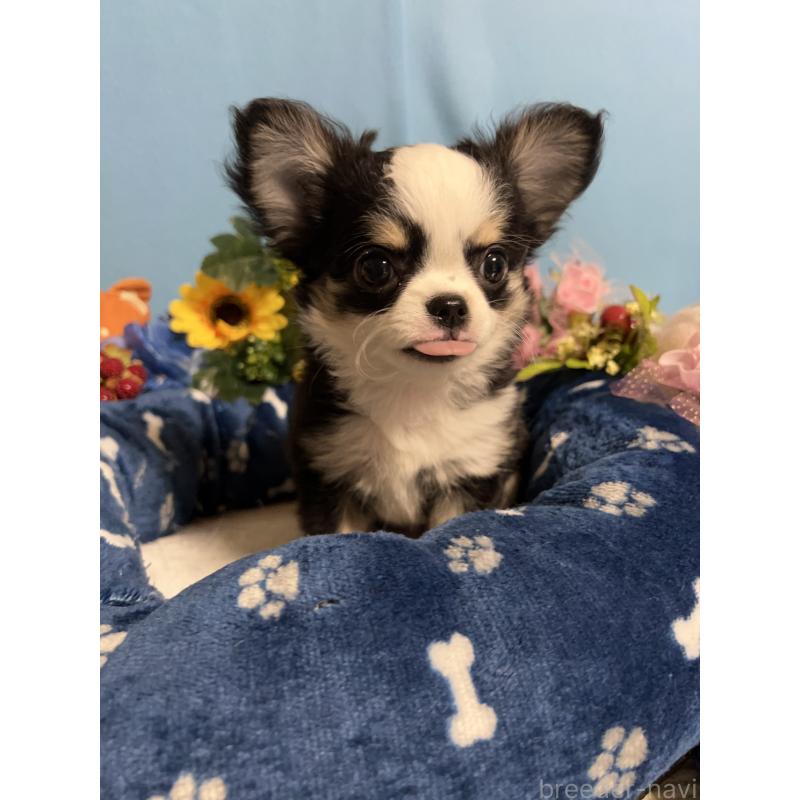 成約済の福岡県のチワワ(ロングコート)-436022の6枚目