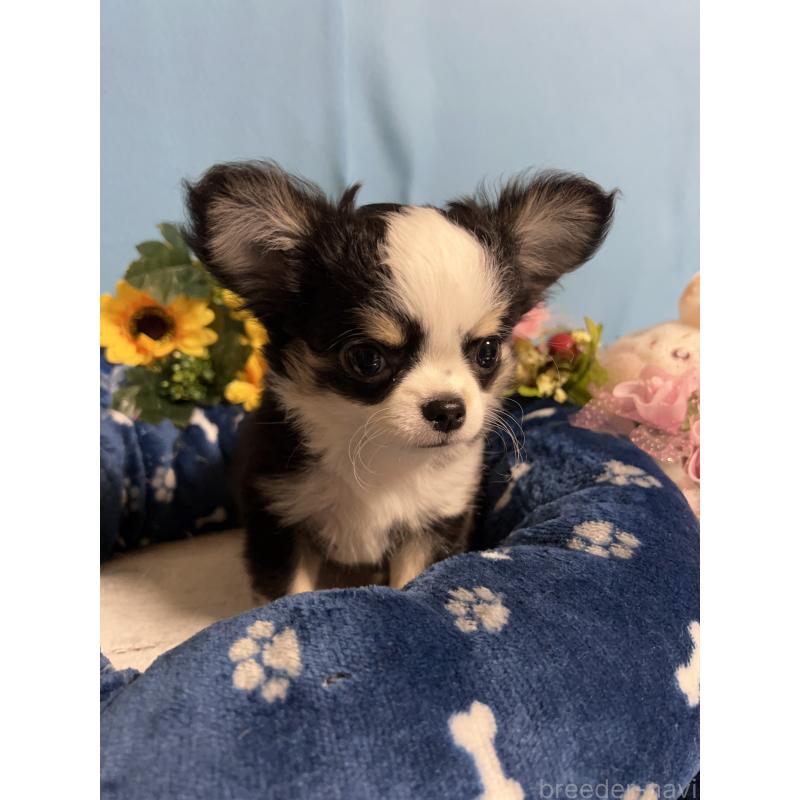 成約済の福岡県のチワワ(ロングコート)-436022の5枚目