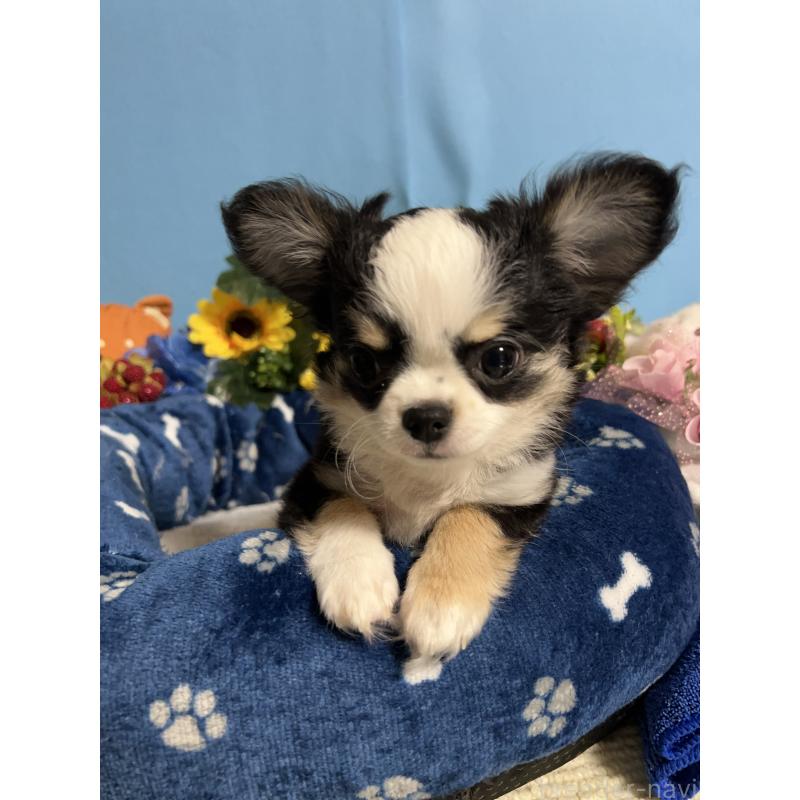 成約済の福岡県のチワワ(ロングコート)-436022の4枚目