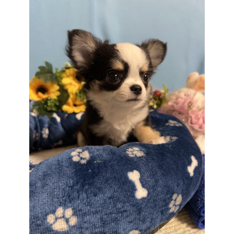 成約済の福岡県のチワワ(ロングコート)-436022の3枚目