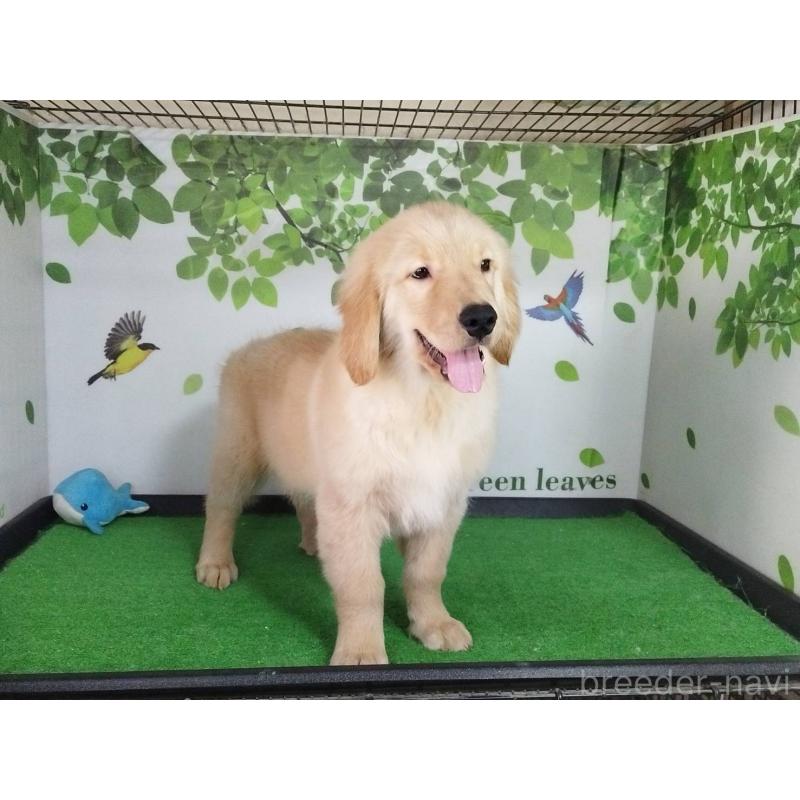 成約済の三重県のゴールデンレトリーバー-432033の5枚目