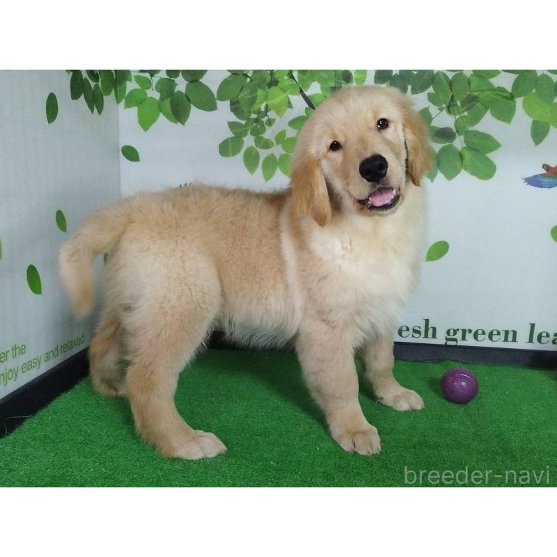 成約済の三重県のゴールデンレトリーバー-432033の4枚目