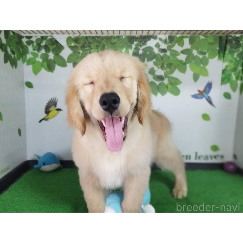成約済の三重県のゴールデンレトリーバー-432033の3枚目