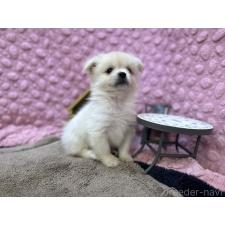 ♀︎ポメラニアン