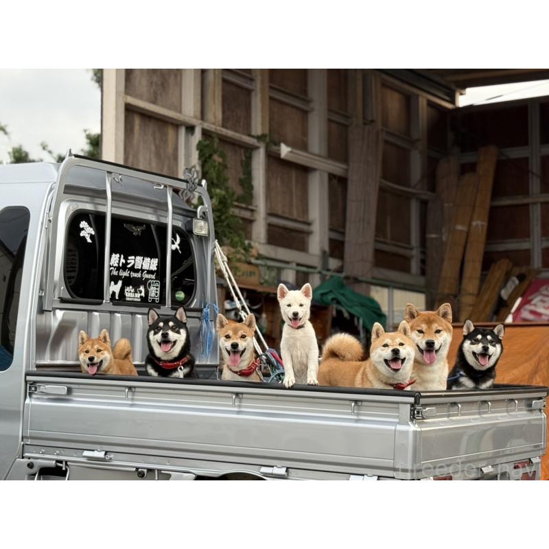 寺西昌美ブリーダーの詳細の1枚目