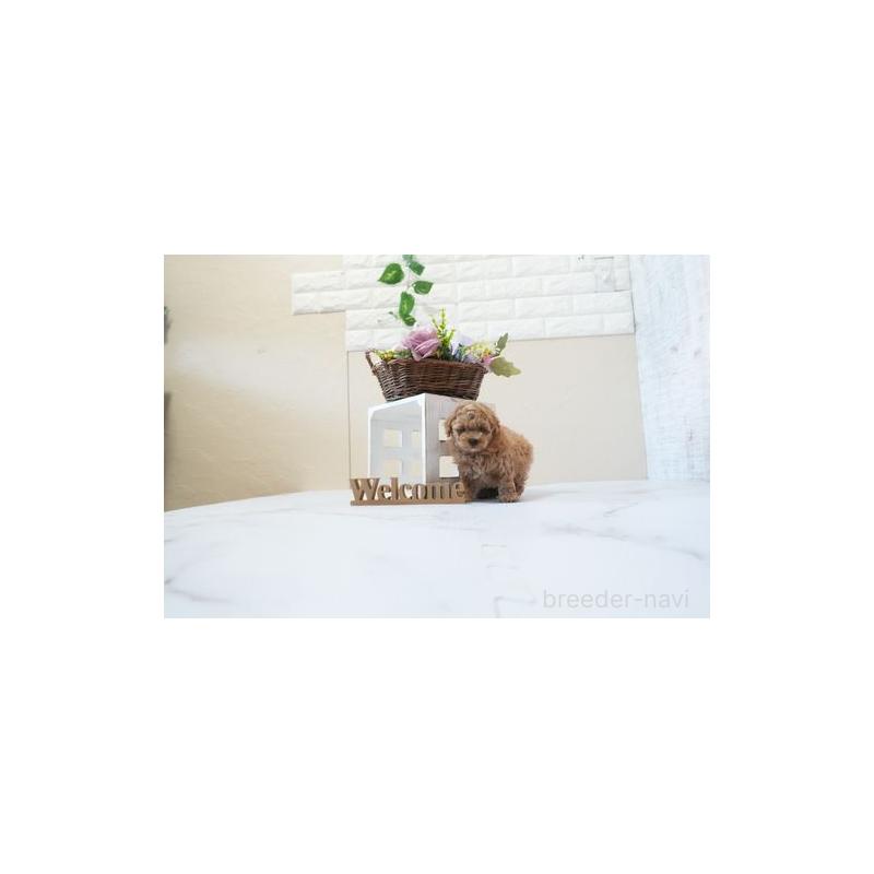 成約済の滋賀県のタイニープードル-443579の5枚目