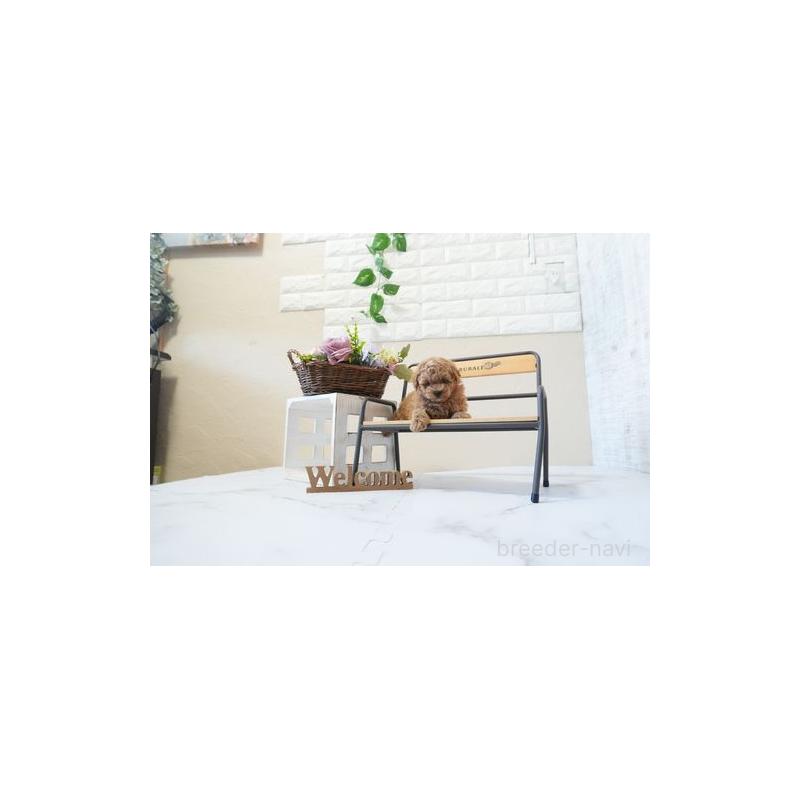 成約済の滋賀県のタイニープードル-443579の4枚目